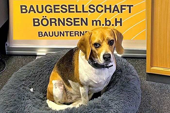 lotty Unser Hund Lotty - Baugesellschaft Börnsen mbH